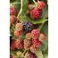 Naturtalent by toom® Bio-Brombeere 'Reuben' 14 cm Topf