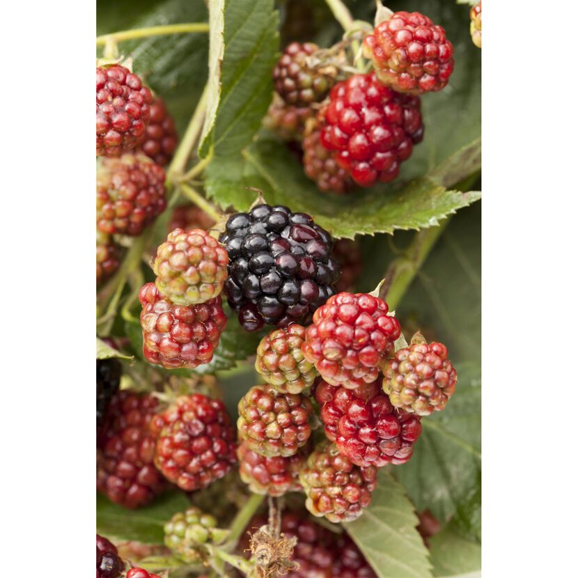 Naturtalent by toom® Bio-Brombeere 'Reuben' 14 cm Topf