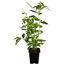 Naturtalent by toom® Bio-Heidelbeere 'Duke' 19 cm Topf