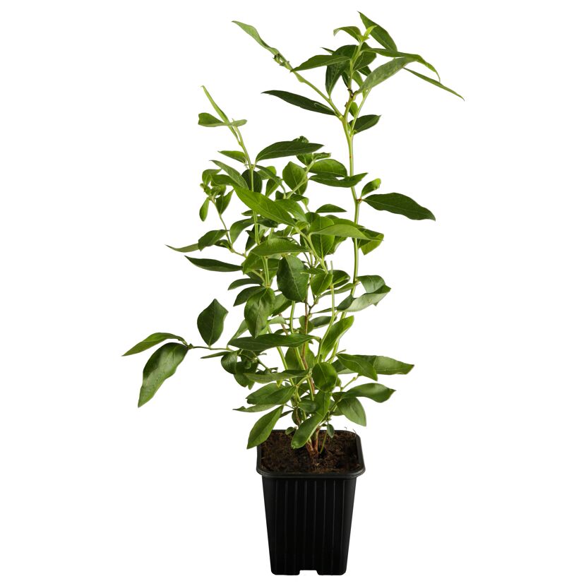 Naturtalent by toom® Bio-Heidelbeere 'Duke' 19 cm Topf