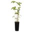 Naturtalent by toom® Bio-Himbeere 'Aroma-Queen' 14 cm Topf