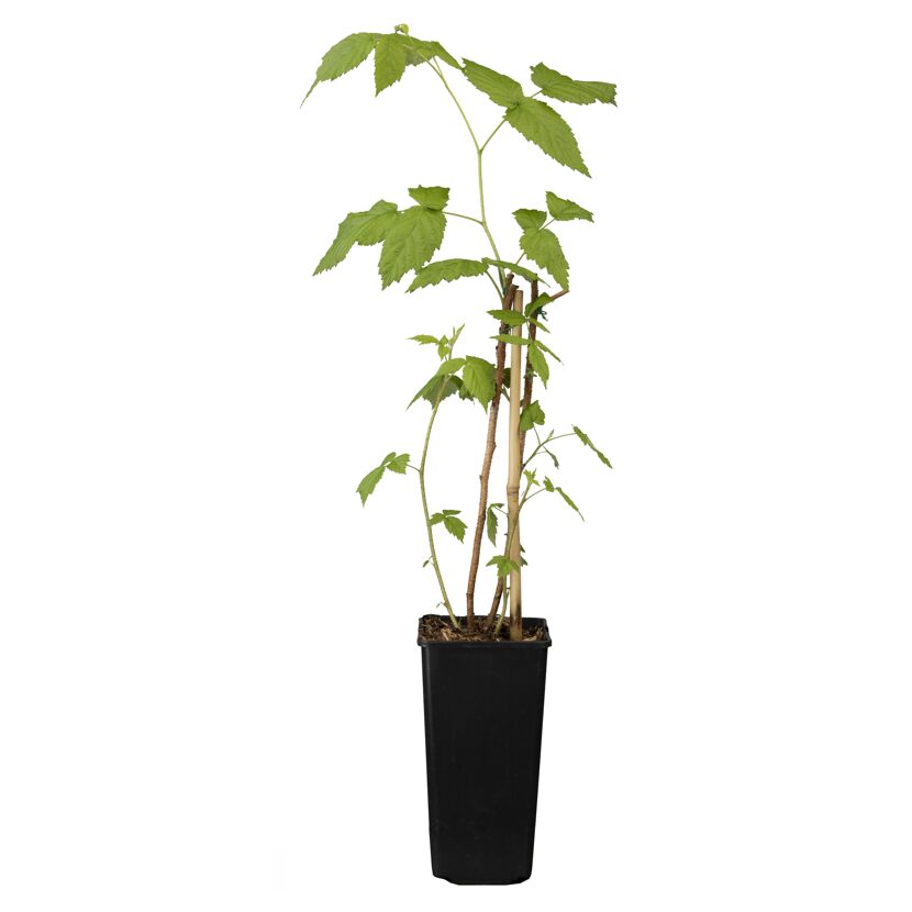 Naturtalent by toom® Bio-Himbeere 'Aroma-Queen' 14 cm Topf