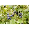 Naturtalent by toom® Bio-Himbeere 'Aroma-Queen' 14 cm Topf