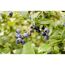 Naturtalent by toom® Bio-Himbeere 'Aroma-Queen' 14 cm Topf