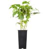 Naturtalent by toom® Bio-Himbeere 'Willamette' 14 cm Topf