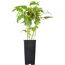 Naturtalent by toom® Bio-Himbeere 'Willamette' 14 cm Topf