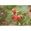 Naturtalent by toom® Bio-Himbeere 'Willamette' 14 cm Topf