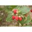 Naturtalent by toom® Bio-Himbeere 'Willamette' 14 cm Topf