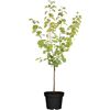 Naturtalent by toom® Bio-Aprikosenbusch 'Ungarische Beste' 25 cm Topf