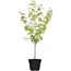 Naturtalent by toom® Bio-Aprikosenbusch 'Ungarische Beste' 25 cm Topf
