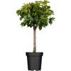 Naturtalent by toom® Bio-Zwergaprikose 23 cm Topf