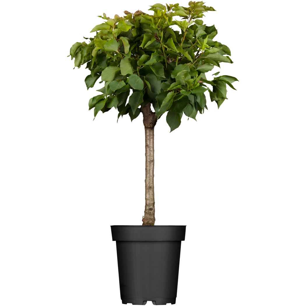 Naturtalent by toom® Bio-Zwergaprikose 23 cm Topf