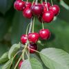 Naturtalent by toom® Bio-Kirschbusch 'Stella' 25 cm Topf