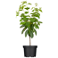 Naturtalent by toom® Bio Kirsche 3 Sorten Busch 25 cm Topf
