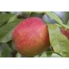 Naturtalent by toom® Bio-Nektarine 'Snow Queen' 25 cm Topf