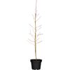 Naturtalent by toom® Bio-Tellernektarine 25 cm Topf