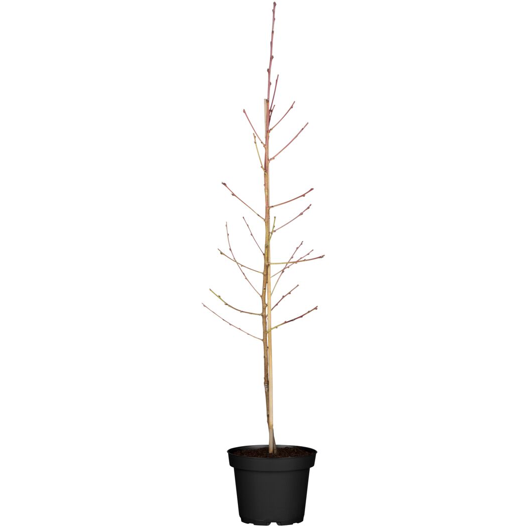 Naturtalent by toom® Bio-Tellernektarine 25 cm Topf