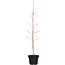 Naturtalent by toom® Bio-Tellernektarine 25 cm Topf