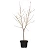 Naturtalent by toom® Bio-Zwerg-Pfirisch 25 cm Topf