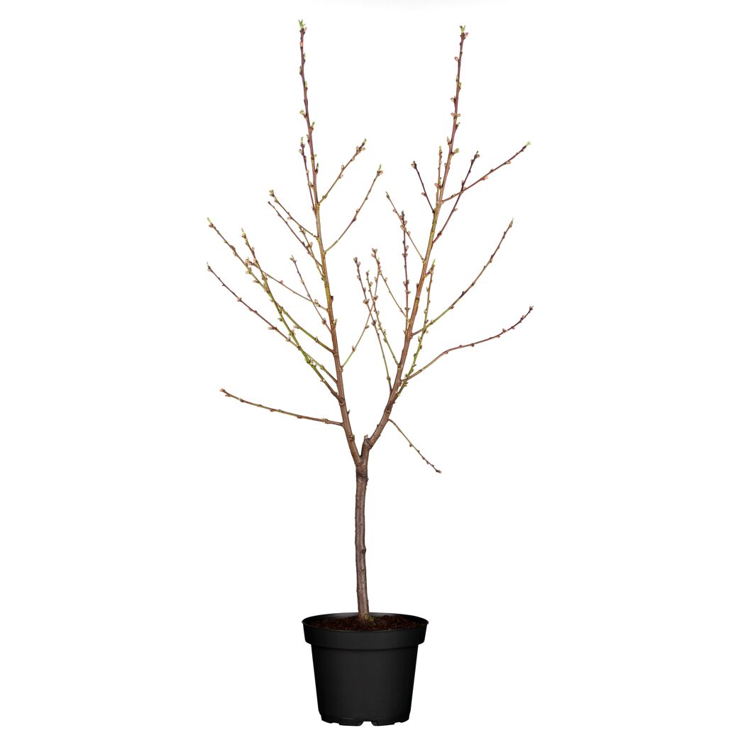 Naturtalent by toom® Bio-Zwerg-Pfirisch 25 cm Topf