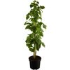 Naturtalent by toom® Bio Himbeere 'Autumn First®' 14 cm Topf