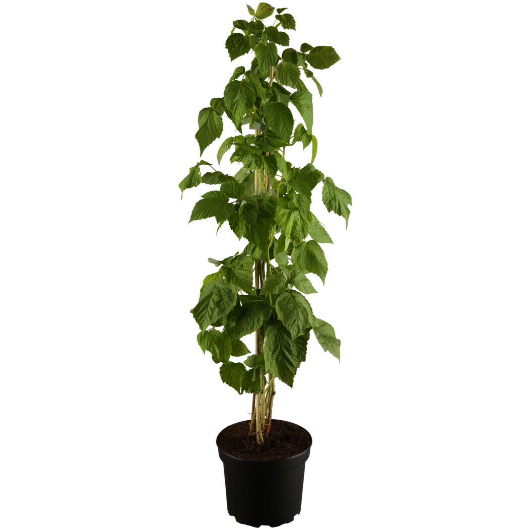 Naturtalent by toom® Bio Himbeere 'Autumn First®' 14 cm Topf