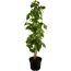 Naturtalent by toom® Bio Himbeere 'Autumn First®' 14 cm Topf