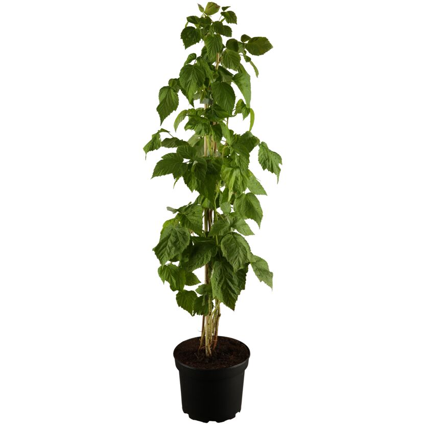 Naturtalent by toom® Bio Himbeere 'Autumn First®' 14 cm Topf