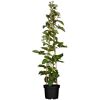 Naturtalent by toom® Bio Brombeere 'Navaho® Bigandearly®' 14 cm Topf