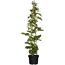 Naturtalent by toom® Bio Brombeere 'Navaho® Bigandearly®' 14 cm Topf