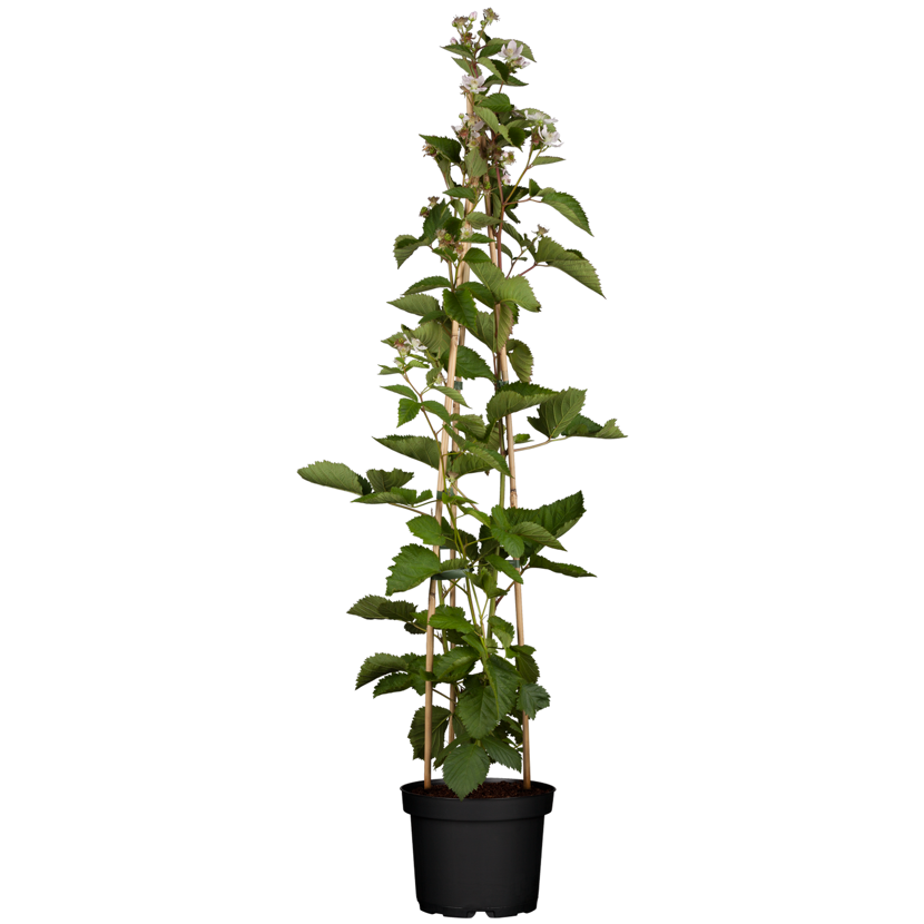 Naturtalent by toom® Bio Brombeere 'Navaho® Bigandearly®' 14 cm Topf
