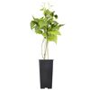 Naturtalent by toom® Bio Himbeere 'Sugana®' gelb 14 cm Topf