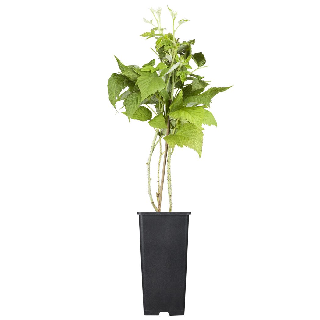Naturtalent by toom® Bio Himbeere 'Sugana®' gelb 14 cm Topf