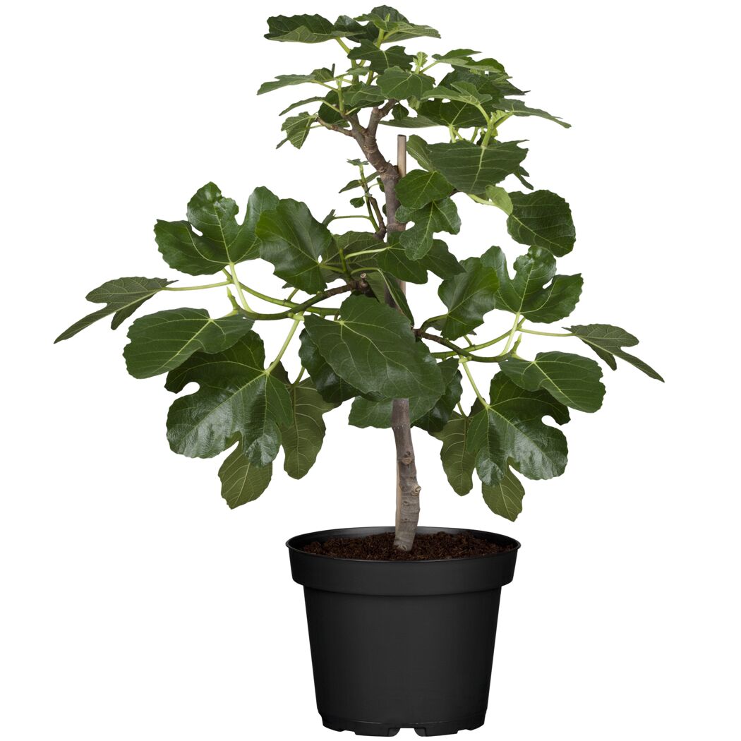 Feigenbaum in einem Topf
