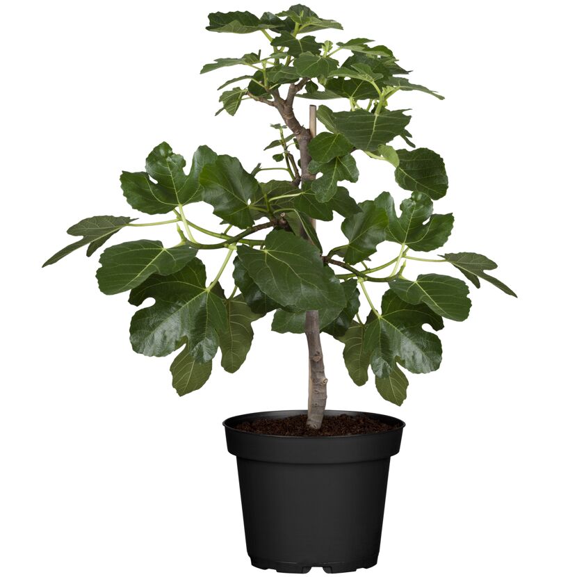 Feigenbaum in einem Topf