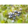 Blaubeeren am Strauch