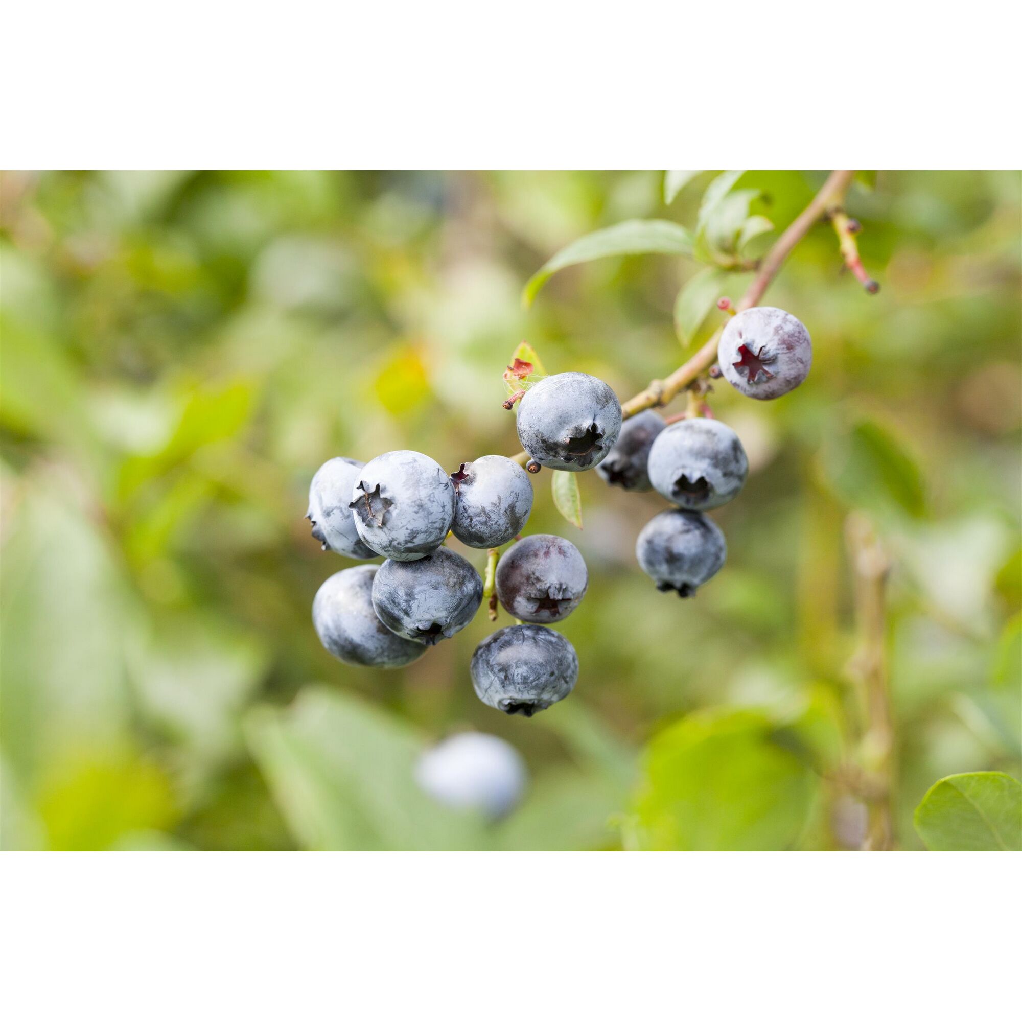 Blaubeeren am Strauch