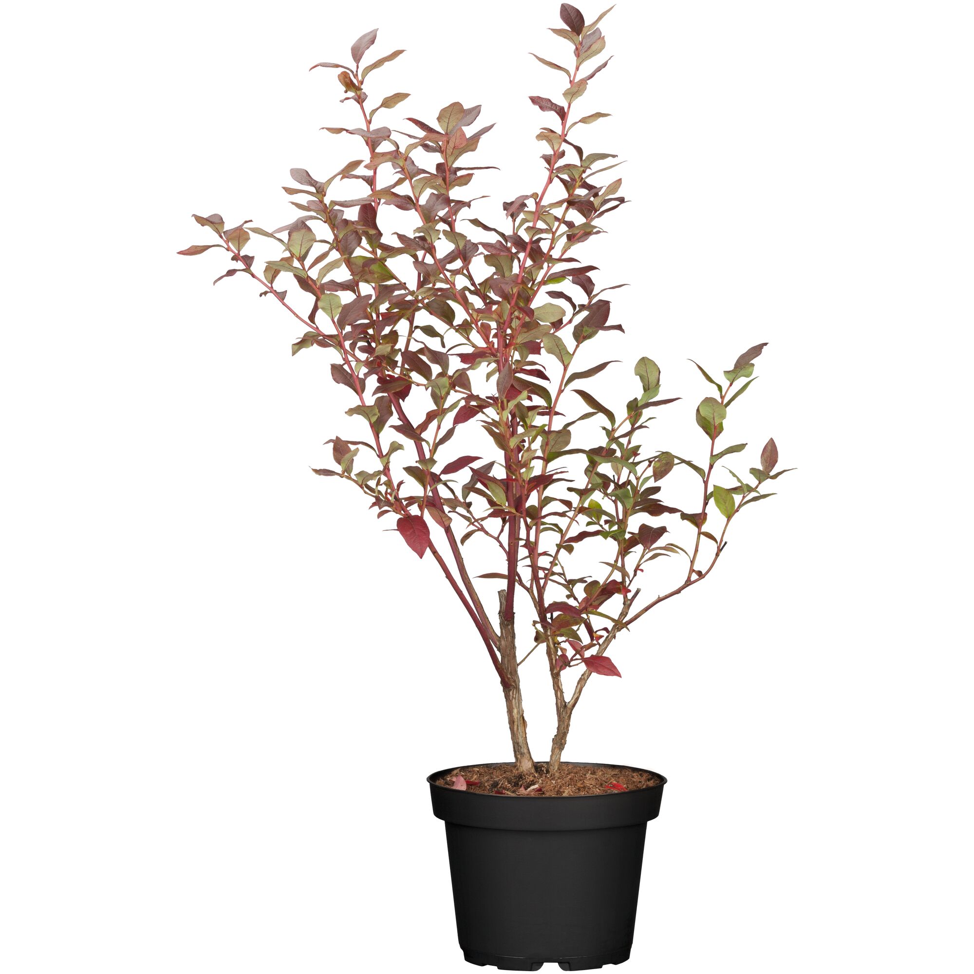 Heidelbeere Elisabet im Topf