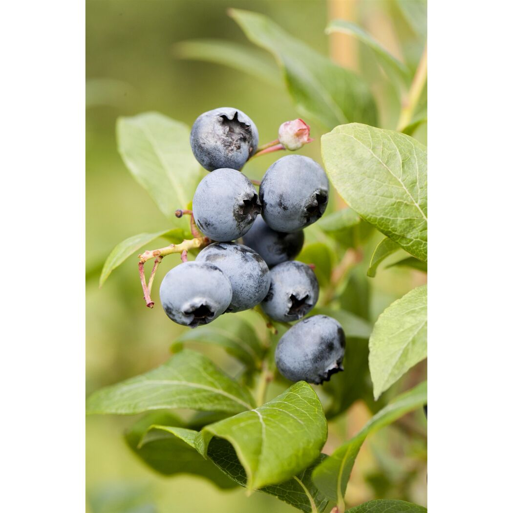 Blaue Heidelbeeren an einem Zweig mit grünen Blättern