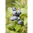 Blaue Heidelbeeren an einem Zweig mit grünen Blättern