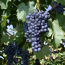 Verkleinertes Bild von Naturtalent by toom® Bio Wein 'Regent' blau 60/100 cm 23 cm Topf