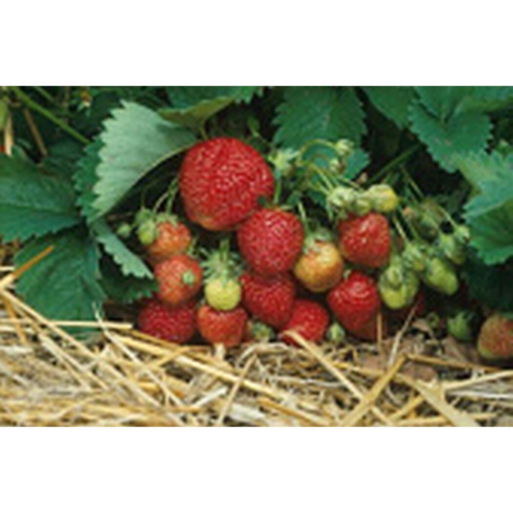 Reife und unreife Erdbeeren an der Pflanze