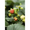 Erdbeeren an der Pflanze