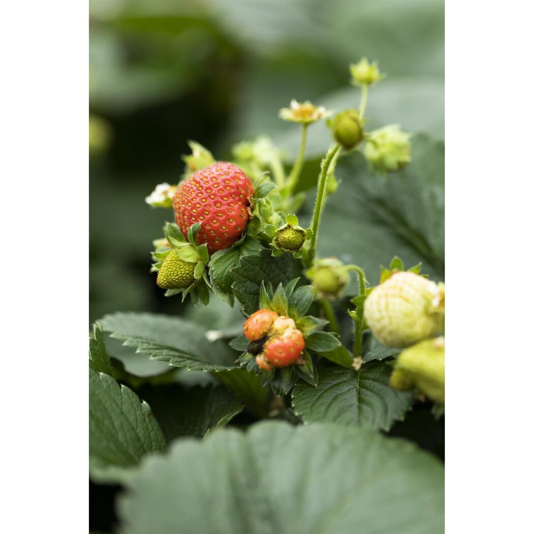 Erdbeeren an der Pflanze