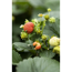 Verkleinertes Bild von Erdbeere 'Florika' 10er-Tray
