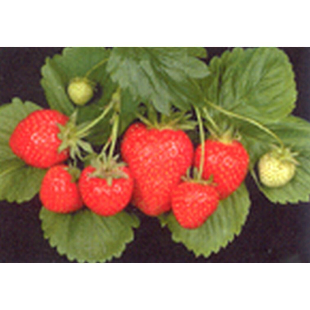 Reife und unreife Erdbeeren an einer Pflanze