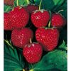 Reife Erdbeeren an der Pflanze