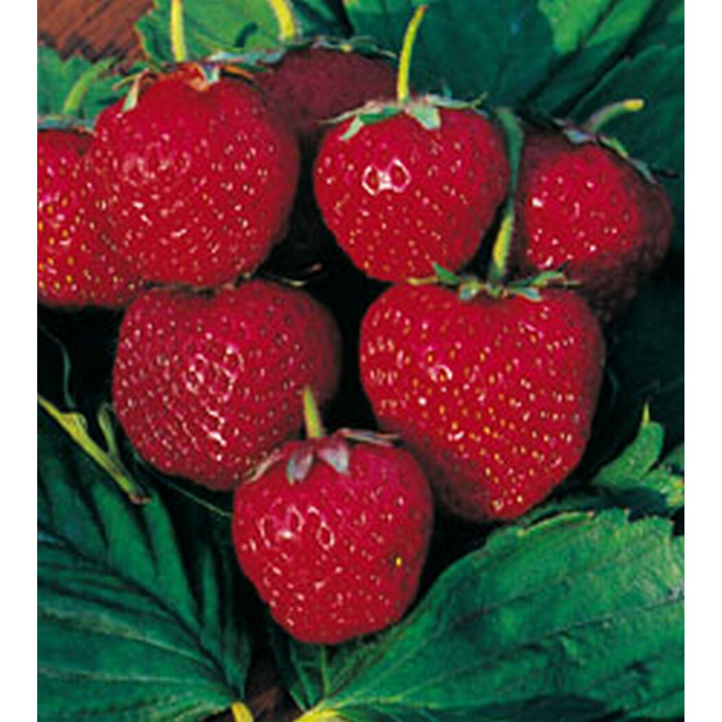 Reife Erdbeeren an der Pflanze