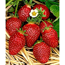 Verkleinertes Bild von Erdbeere 'Mieze Nova' 10er-Tray