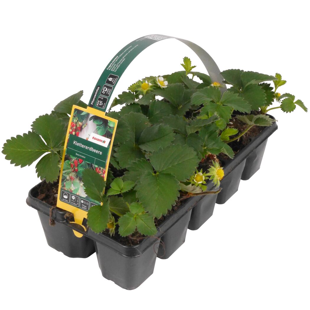 Klettererdbeere 10er-Tray